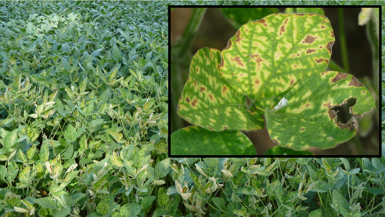 A soybean field infected with sudden death syndrome.
